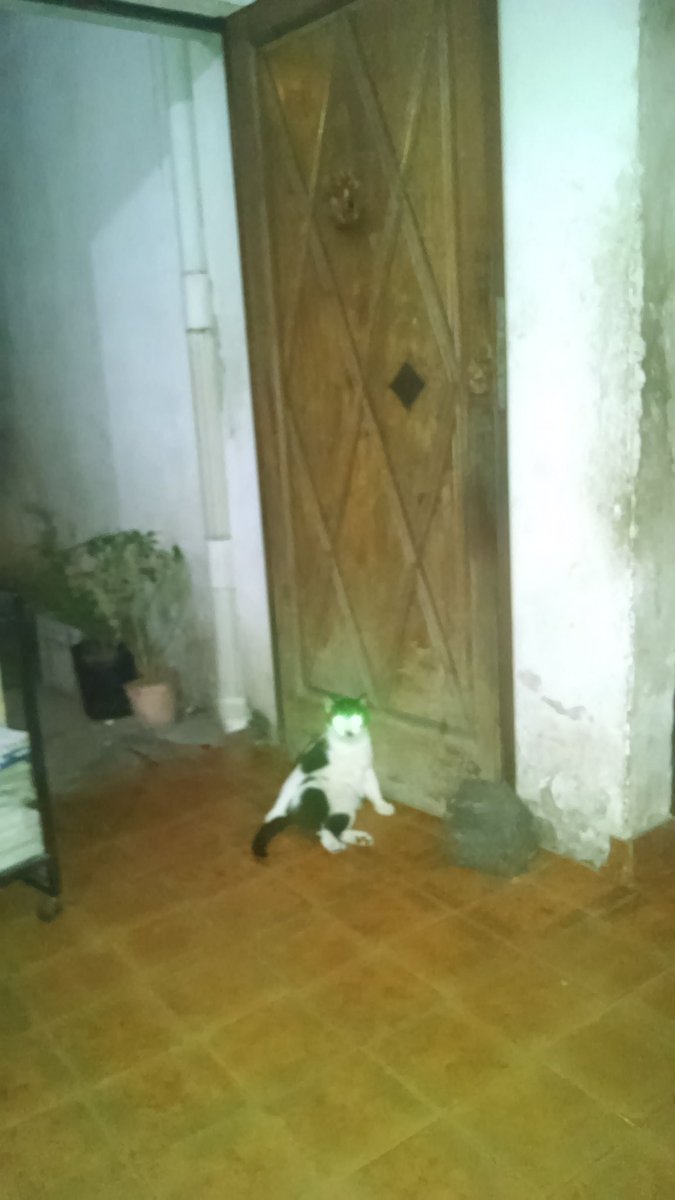 BasqFemSocial's tweet photo. @arribaarg mi gato me meo el led de 42 y me lo quemo https://t.co/lFJfflGdiB