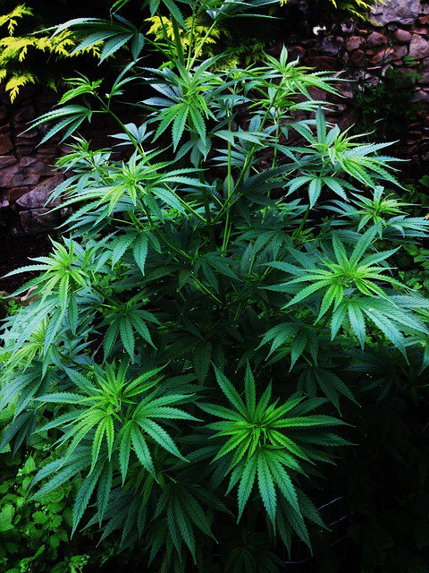M3_Medical_it's tweet photo. L’associazione tra l’utilizzo della #marijuana e le #funzionicognitive durante la mezza età https://t.co/XObT4mtMah https://t.co/6RRbOSOgii