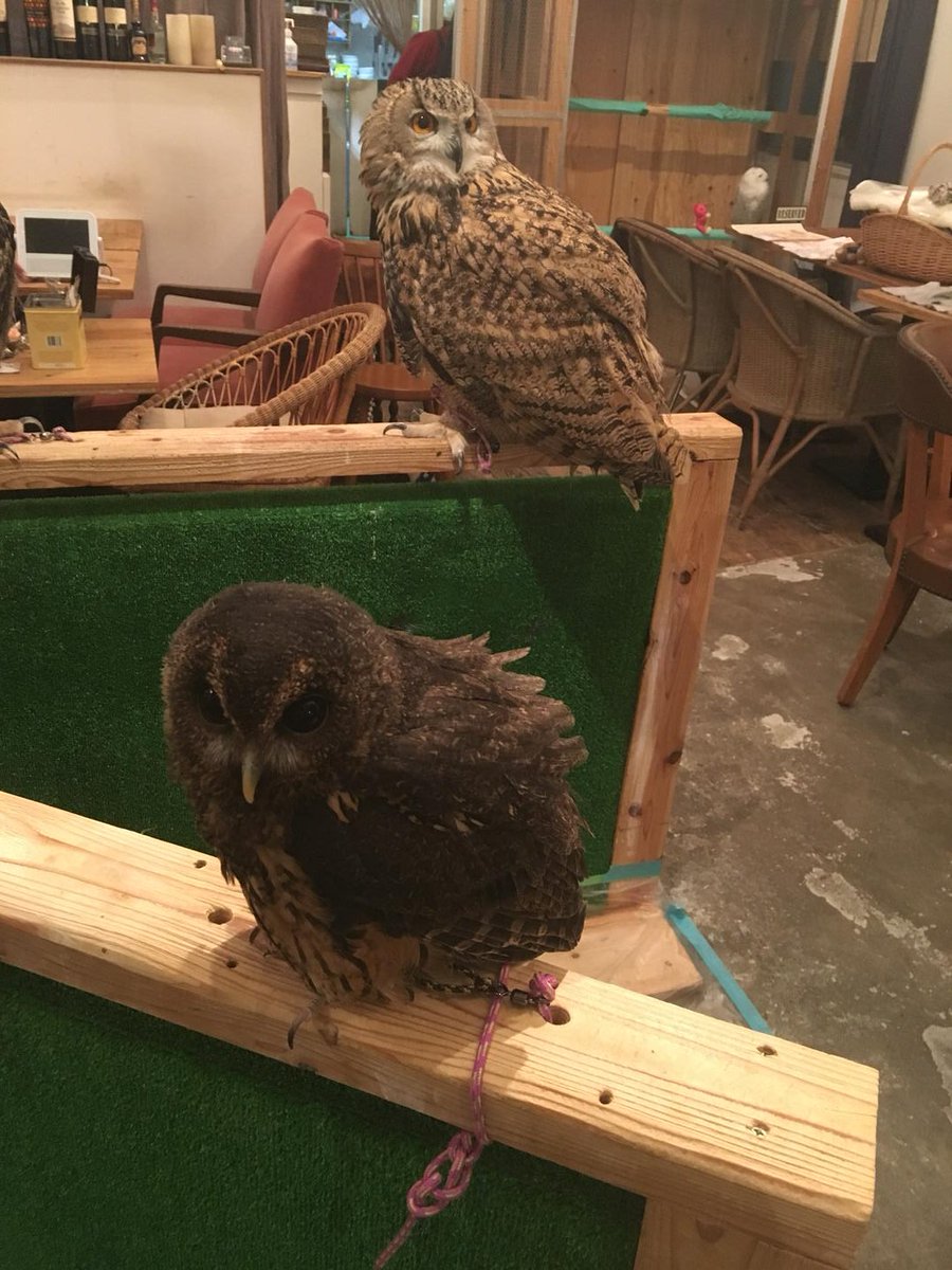 youha88's tweet photo. 渋谷のフクロウカフェちゃんめっちゃ可愛かったﾌﾜｧ https://t.co/wAKalCqjbm