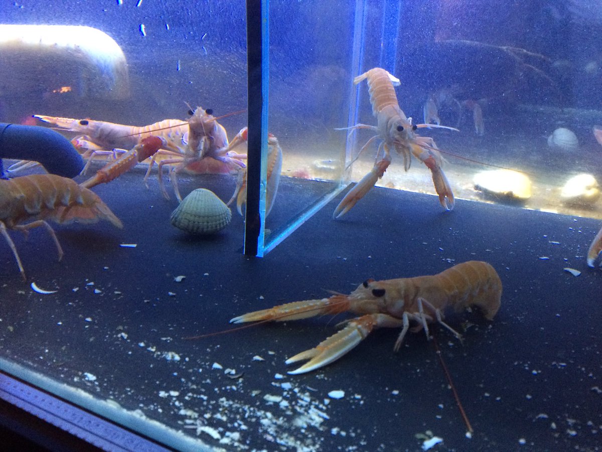 pakhuustexel's tweet photo. @denoeversevis @LucienJong ze hebben alleen een beetje ruzie met de kreeften https://t.co/MAfFTcO8ru