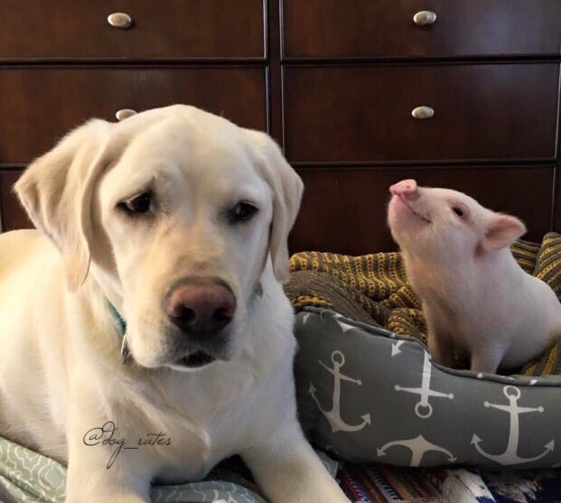 Meet Beau &amp; Wilbur. Wilbur stole Beau's bed from him. Wilbur now has so much room for activities. 9/10 for both pups