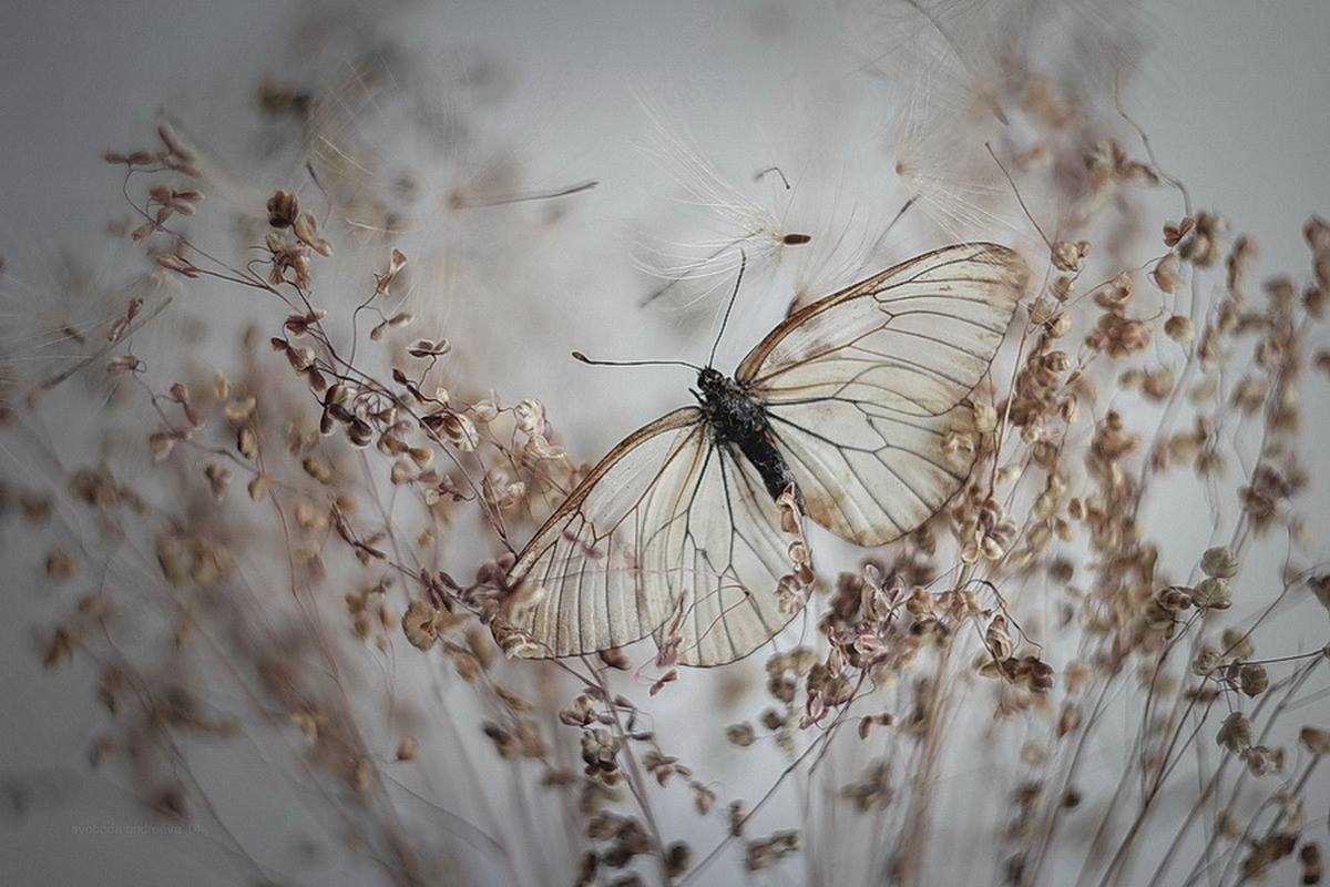 Gabriele Corno tweet media