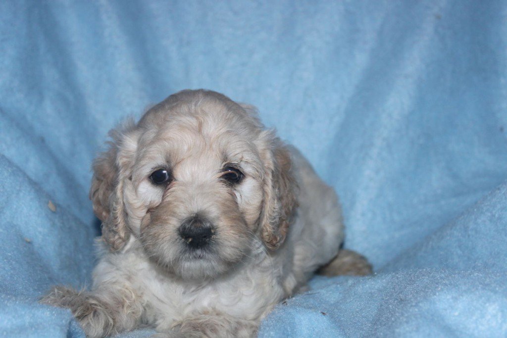 Central Pa Puppies Centralpuppies Twitter