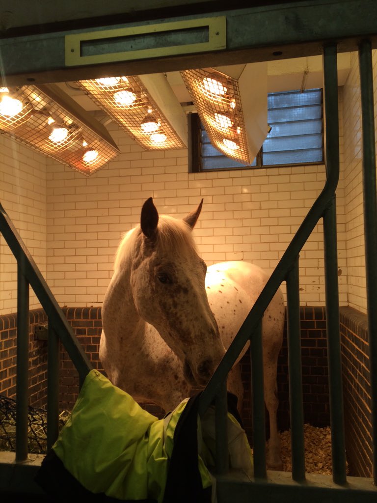 CityHorses's tweet photo. #CHIndiana drying off after a bath ready for his 1st busy weekday patrol! Wish him luck ๐ https://t.co/TAzxQJ3uyj