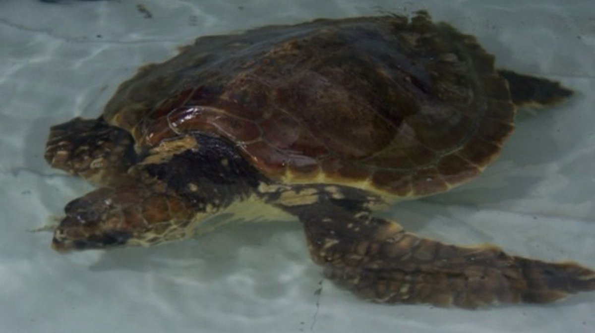 Bruce Dickinson lends his personal jet to rescue Terri the turtle. goo.gl/HFjhCo <a href="/IronMaiden/">Iron Maiden</a>