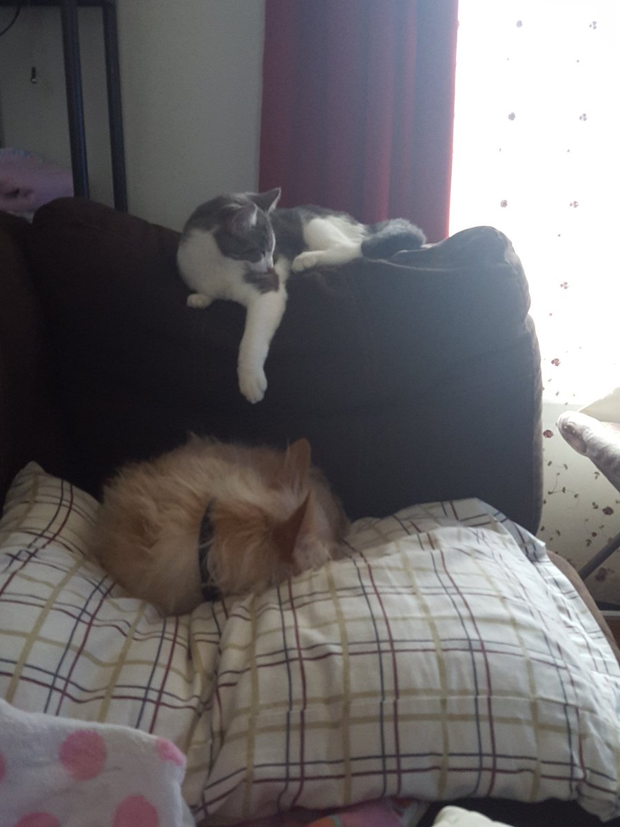 bridget_roach's tweet photo. Gracie and Odie being lazy this morning! @MorningExp #MyMorningExpress https://t.co/pagWOA5UJt