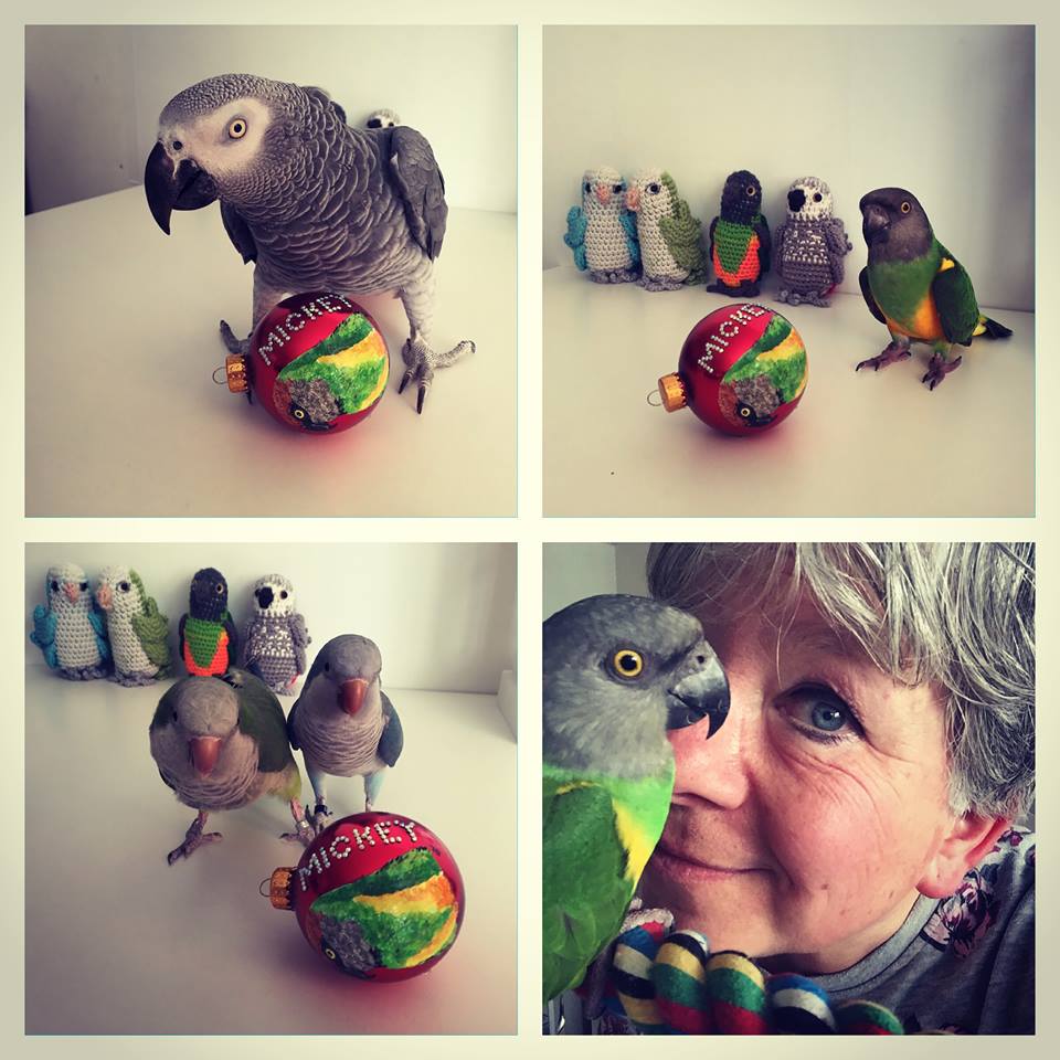 LoversParrots's tweet photo. https://t.co/nEgJ24wGub #parrots #birding #LoveYourPets #birds #animals #pets #bird #adorable #cute https://t.co/H3DGsQJXcc
