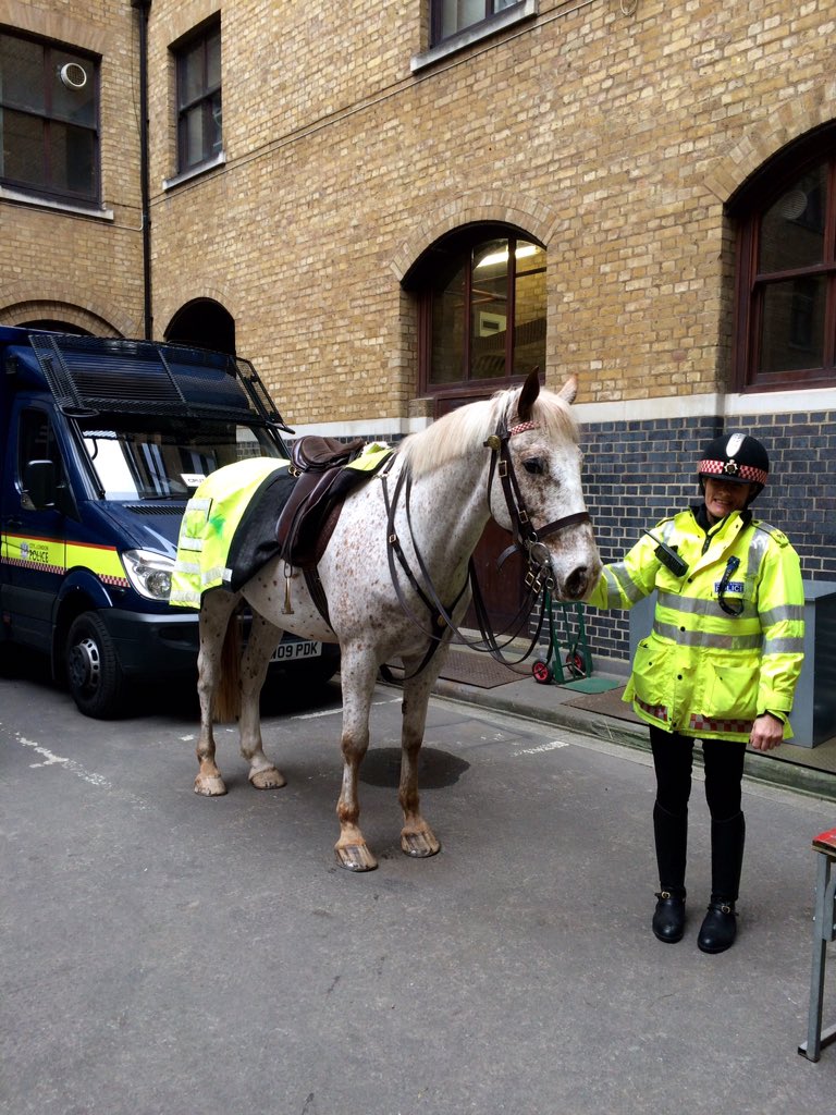 CityHorses's tweet photo. #CHIndiana Heading out on his first weekday City patrol. Wish him luck ๐ https://t.co/aUCK8hvnJQ