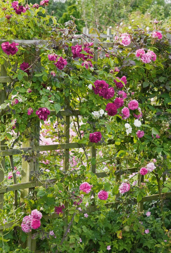 Collen140's tweet image. We create your garden