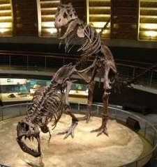 スペインにあるアストリウス・ジュラシック博物館のティラノサウルスと・・・#金曜日だから化石貼る
