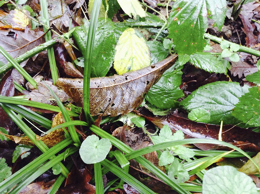 Ecogeographers's tweet photo. Mapping flora in #CrenverGrove with botanist #ColinFrench. We are adding to #Cornish and @sustrust records #tagscape https://t.co/80918BL3TI