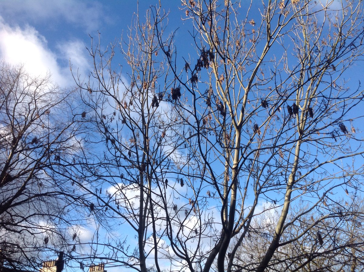velogubbed's tweet photo. Spot the magpie! #garden #midweeksun https://t.co/UTyRReYYT8