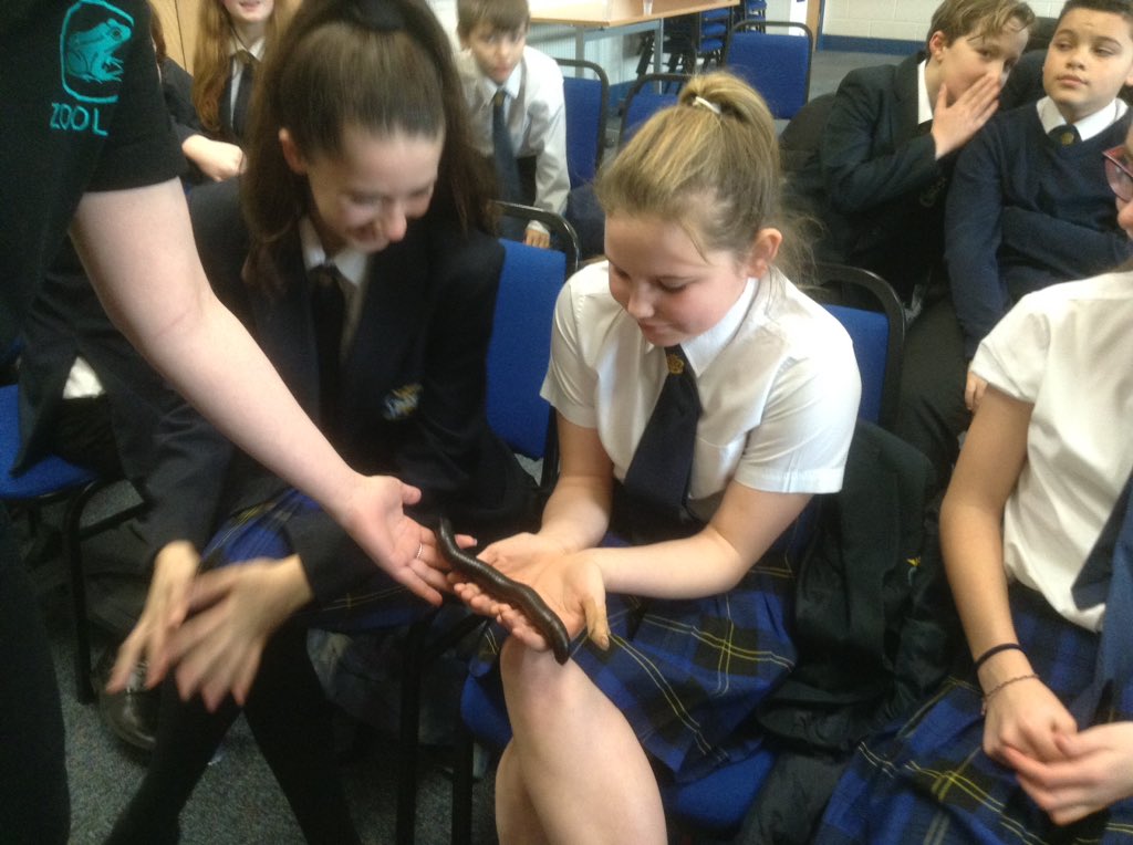 StmarysGEOG's tweet photo. @ZooLabUK @jesszoolab Pavel had never touched anything so weird! Millie Millipede out for a walk @StMarysCHS https://t.co/vxZECqfmM8