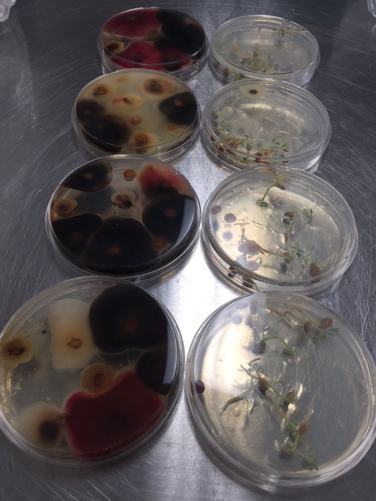 2020WPG's tweet image. Concerns about disease?  Ask for our exclusive #FungalScreen to determine which direction to go with #seedtreatment