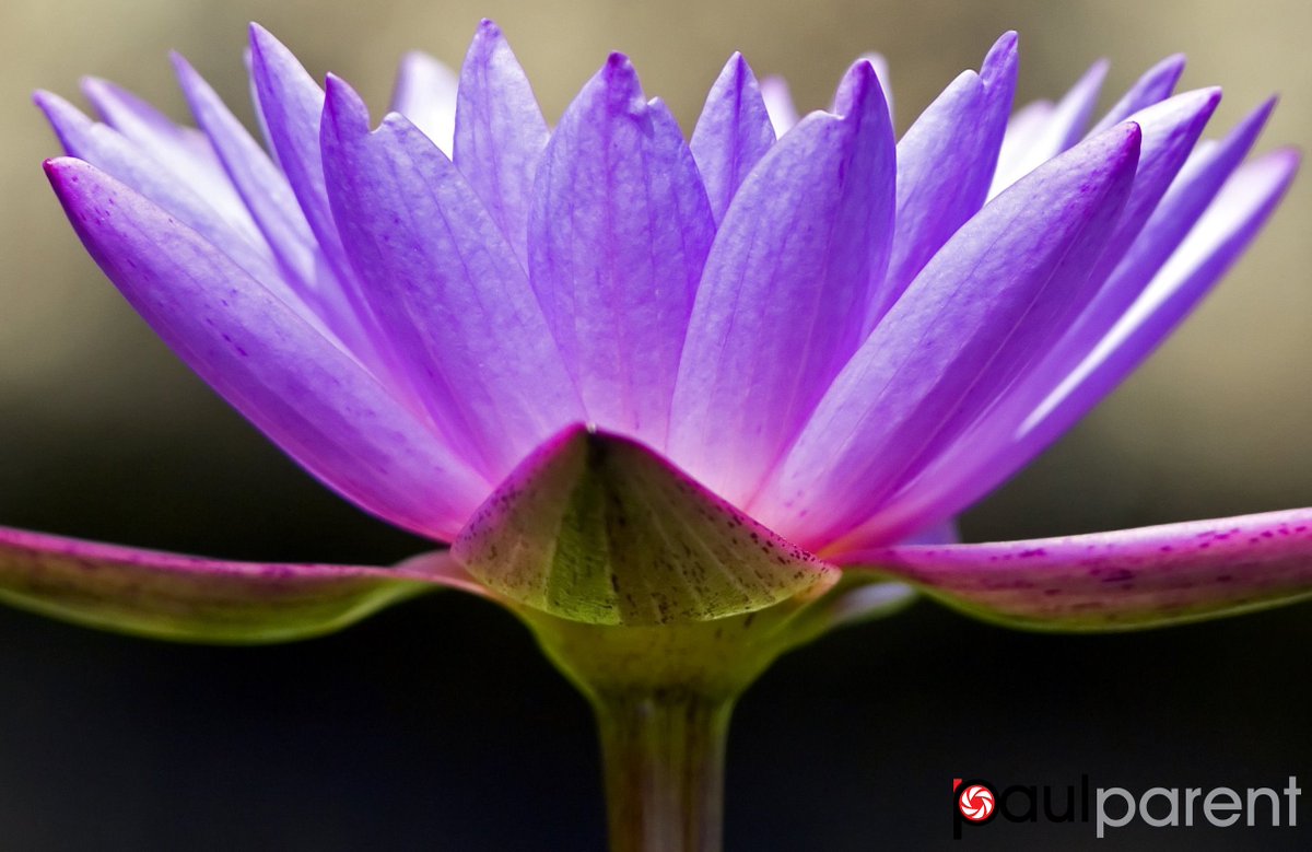 Espace pour la vie tweet media