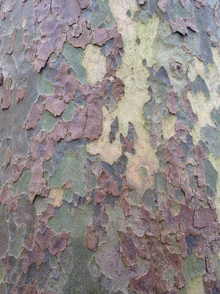 alfiebin1's tweet photo. Superb plane tree bark in garden of potential WC1 project. #arbart https://t.co/mvLOHVyLWe