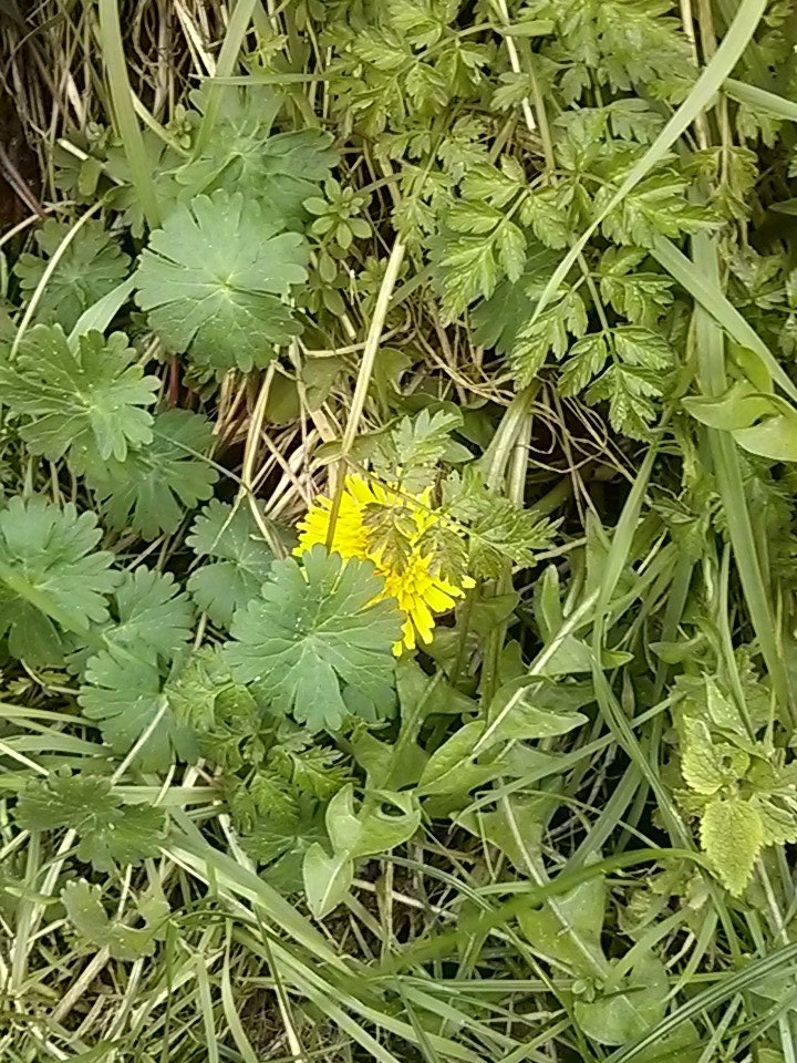 StevenGSCC's tweet photo. First dandelion of the year... Feb 12th... #there isnonormal. https://t.co/2bgDsGQfGe