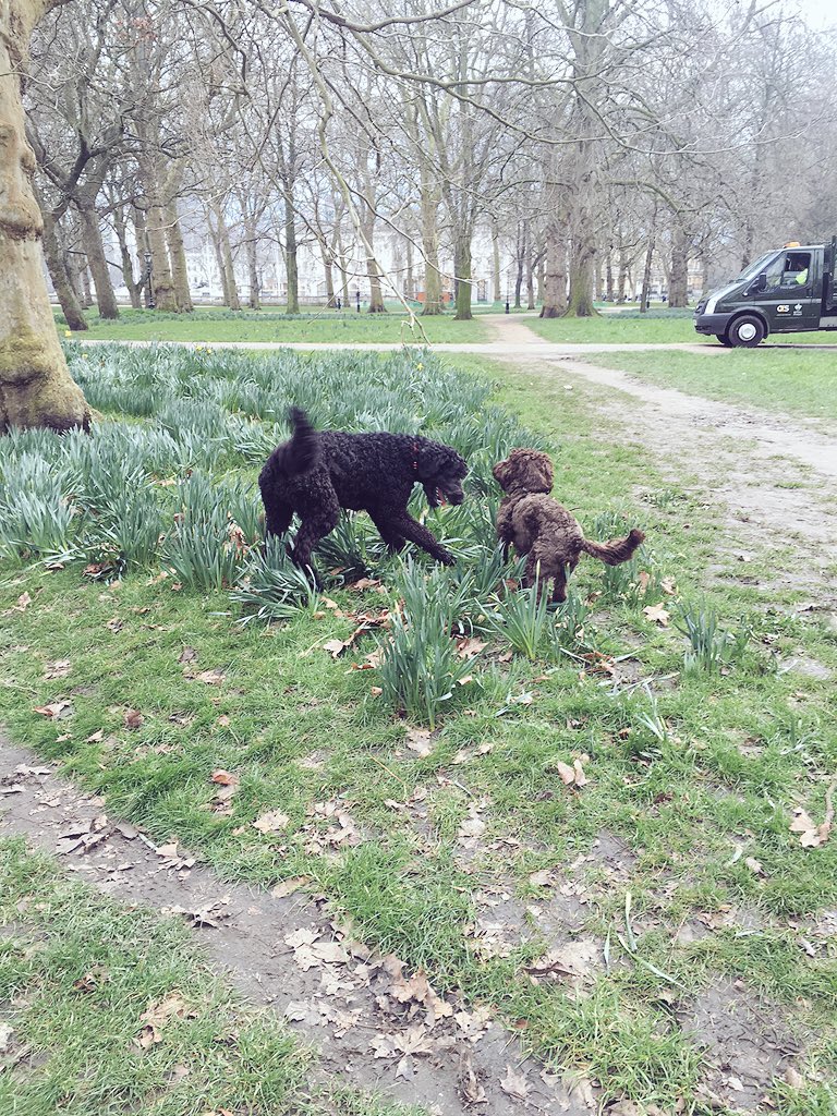 SirStanley14's tweet photo. Play time in the park! #buckinghampalace #greenpark #cockapoo #labradoole #doglife #londondog https://t.co/ZeR6qh45up
