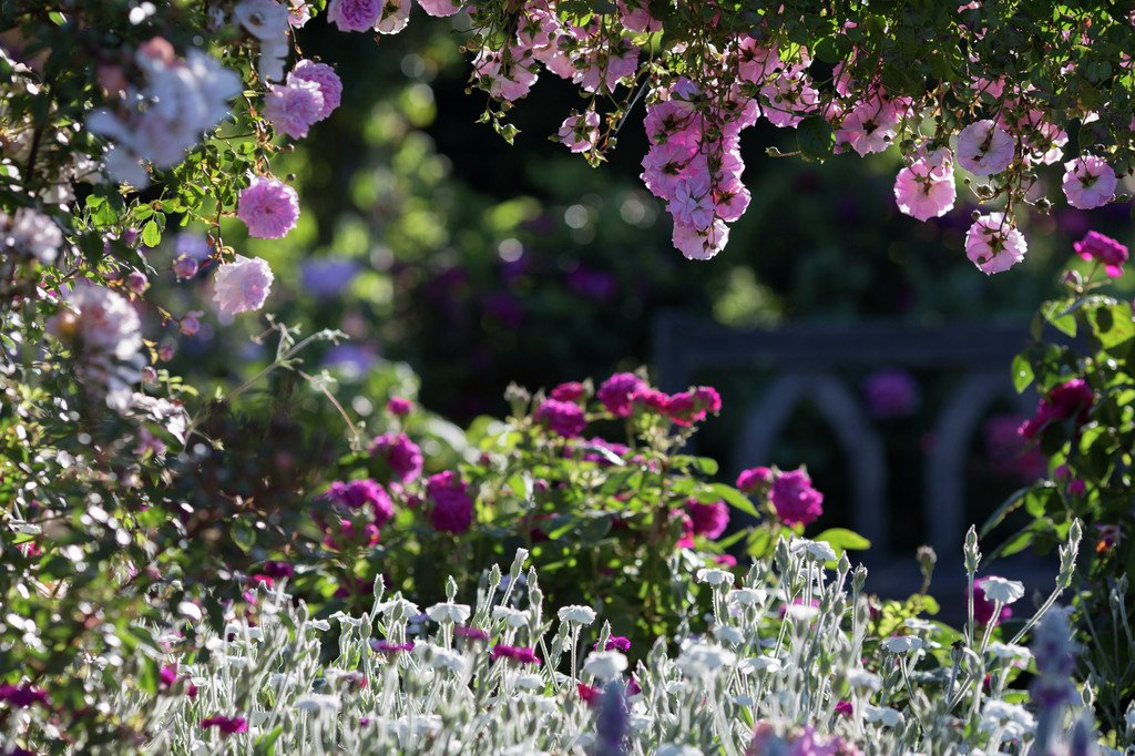 The_RHS's tweet photo. Happy #ValentinesDay! Hope your day is full of roses, or perhaps just a nice February garden flower :) https://t.co/GacZUpP7Vv
