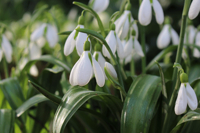 CotsWildTweets's tweet photo. Stunning #Snowdrops at the Park https://t.co/A4dzb6BeFs
