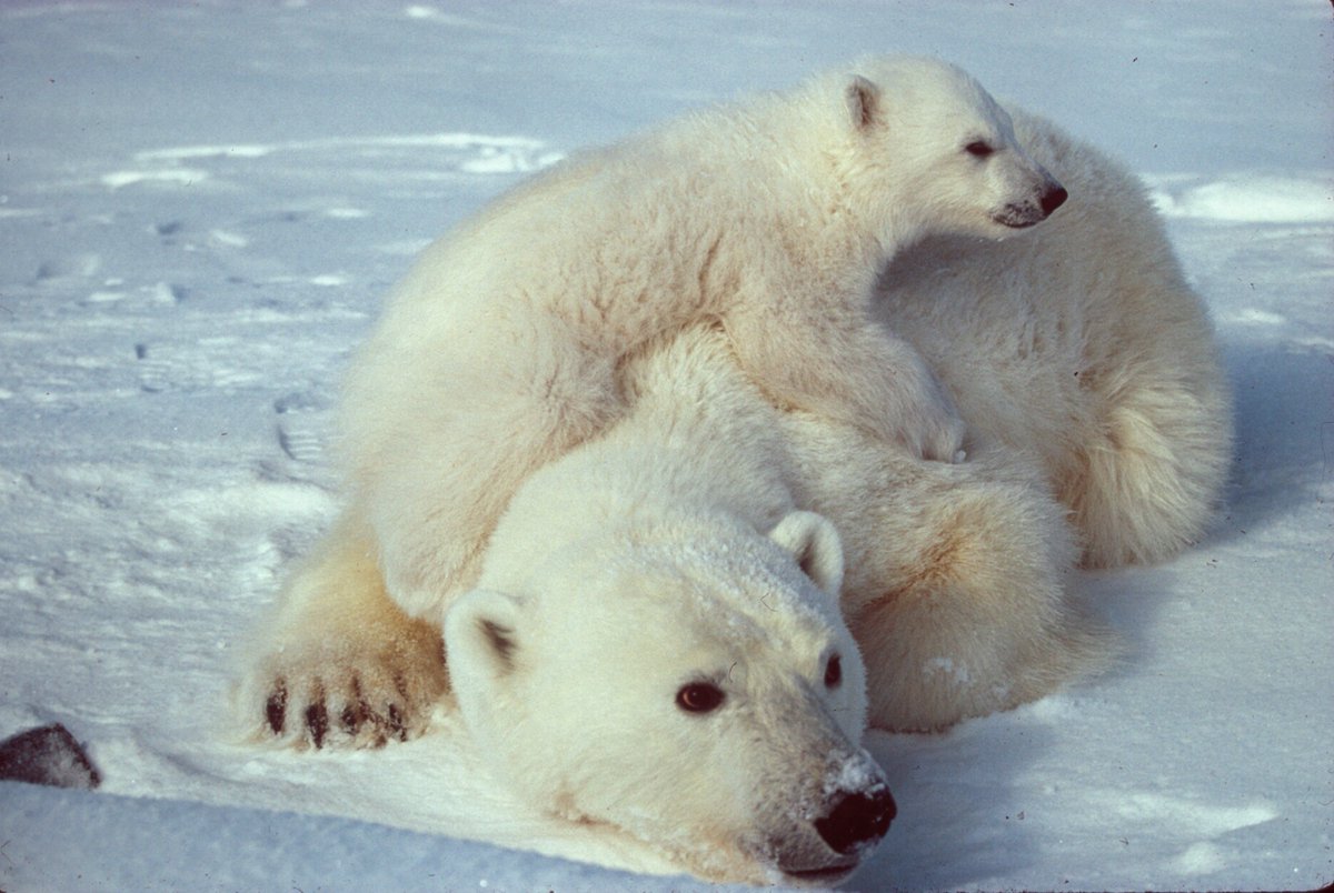 pbconservation tweet picture