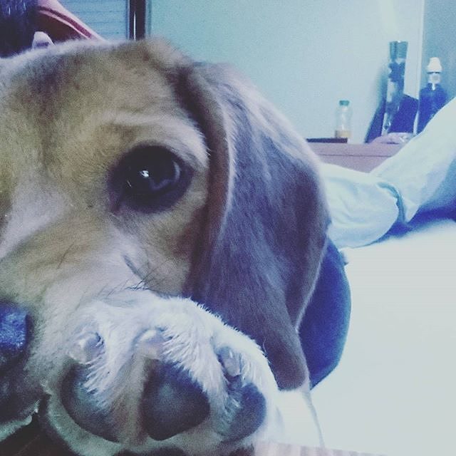 roverdotcom_es's tweet photo. 📷: @sergiodcman "Pues me tiro un #selfie"  #DogBuddyES #beagle #perrobeagle #perro #perros… https://t.co/JpfGC0qKzm https://t.co/nLD1CLwVP0