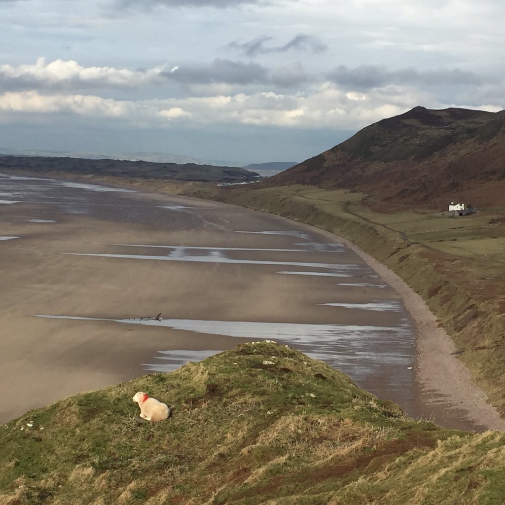 estelledaviesjo's tweet photo. One more delivery done today to theπ #NTShop #GowerGoodies #Rhossili #Gower in this beautiful #VW classic #Beetle https://t.co/Ay8BubImJO