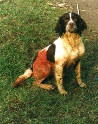 BASCScotland's tweet photo. @scotgov need your tales of woe on injuries to working dogs. Let them know your views: https://t.co/4sZo6lkk7e https://t.co/3Y6Btc2ai9