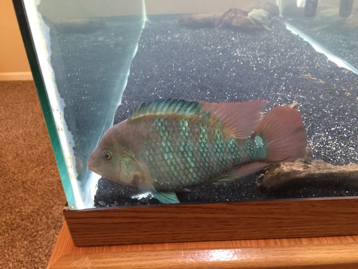NorthJerseyAS's tweet photo. #festae #reddevil #NJAS #freshwater #cichlid https://t.co/BT2Nln1WIf