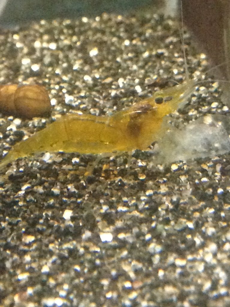 色彩変異 極美スジエビ固定化への道 Twitter