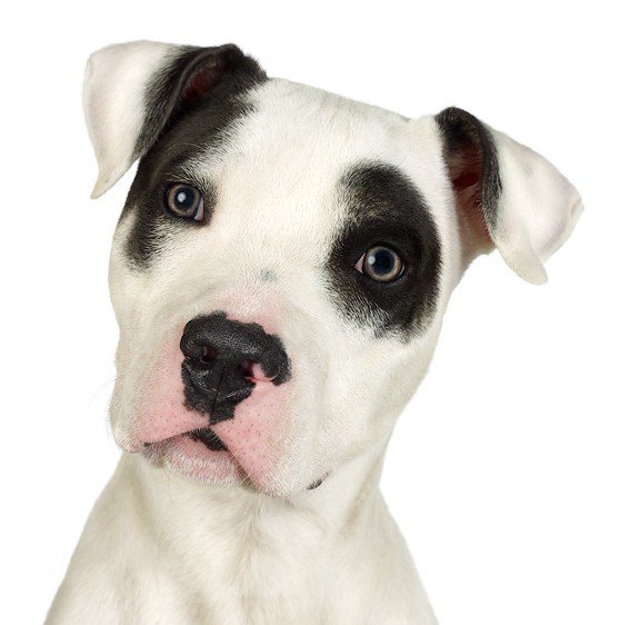 The Montreal SPCA encourages the City of Bromont to drop their newly announced breed ban: facebook.com/SPCAMontreal/p…