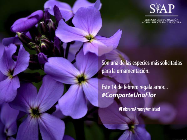 Siap On Twitter Los Alhelies Son Flores Perfumadas De Color Blanco Rosa O Purpura Comparteunaflor Diadelamorylaamistad Https T Co 2fvpkpa604