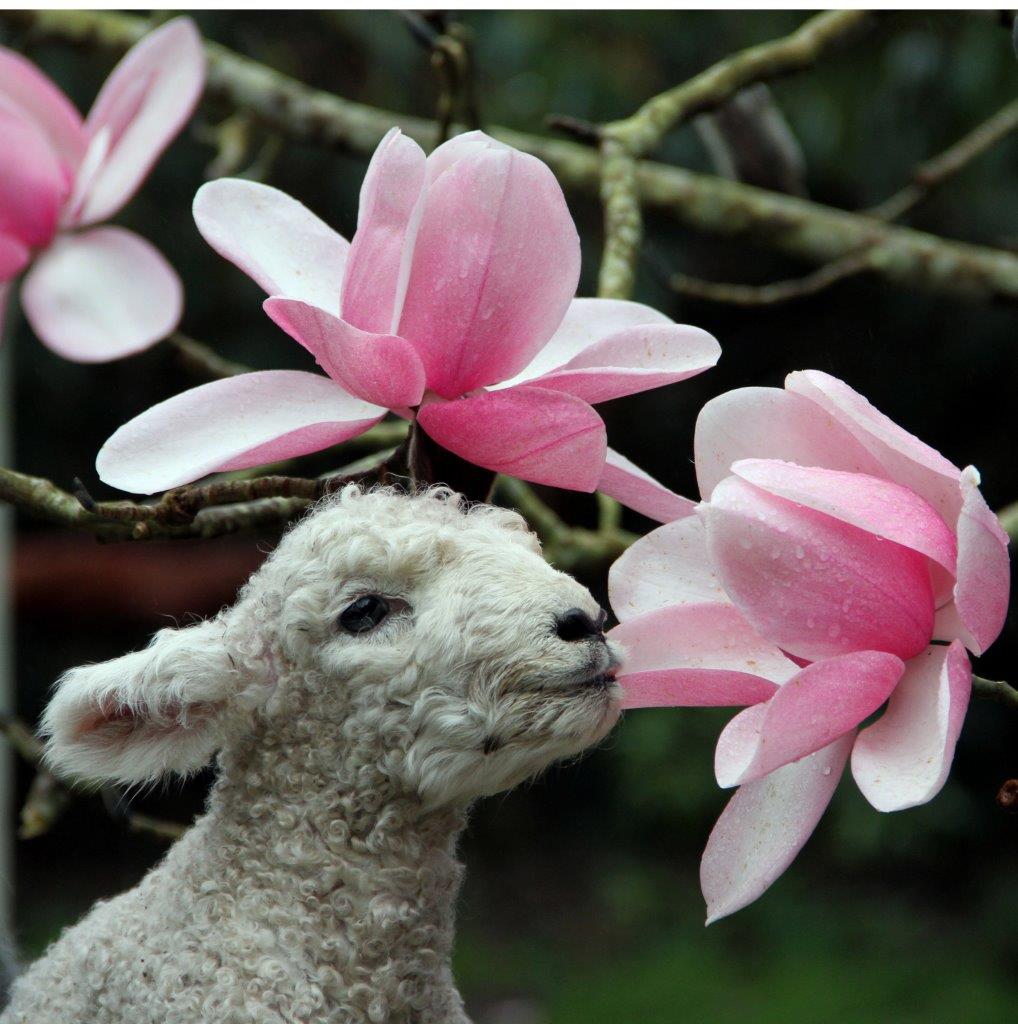 TEGmagazine's tweet photo. It's official! Spring has been declared in Cornwall. https://t.co/ATiePpyBUu https://t.co/bVqqbpgOrA