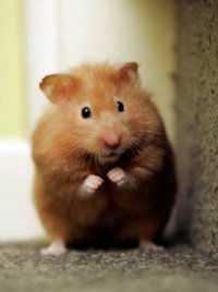 TK13213's tweet photo. Vous préférez quel animal de compagnie ?
Oui, je sais, ils sont mignons. https://t.co/VvX4KDdC4i
