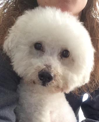 LightningFDN's tweet photo. Come meet Domino before the game on Sunday! He is a 6 year old Mini. Poodle Mix who is looking for his forever home! https://t.co/tGPtRZcP3O