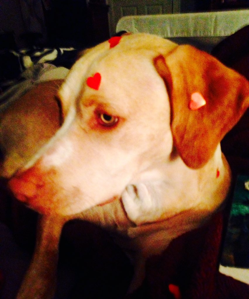 Got too close to the 5yr old with stickers #doglife #ValentinesDay #love #rescuedog #twitterdog