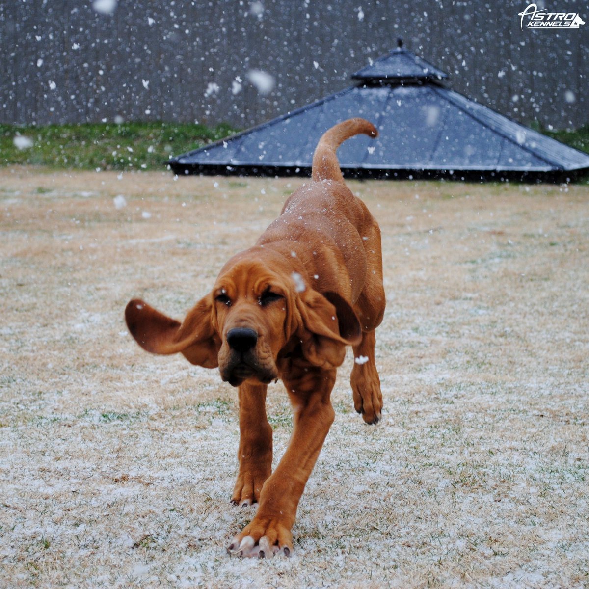 astrokennels's tweet photo. Harvey loves the #snow! #Dogs #Puppy #DogsOfTwitter #GreenvilleSC #yeahTHATgreenville #UpstateSC #LoveLocalUpstate https://t.co/xDCDeaVx6v