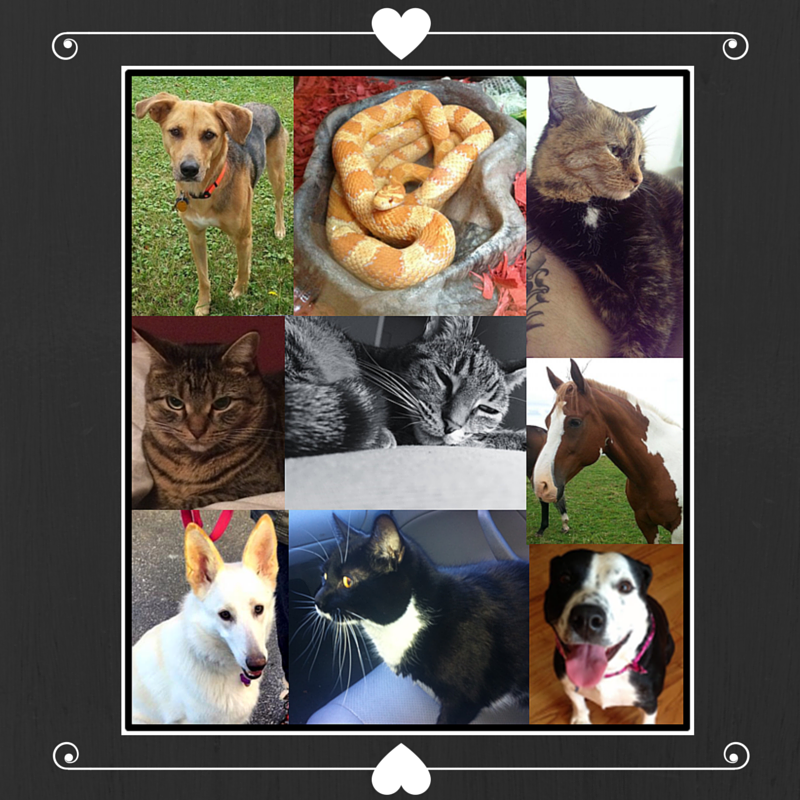 LerosLimos's tweet photo. #FunFactFriday We are among the 3% of pet owners who will give V-Day gifts to their pets! #furbabies #scalebabies https://t.co/LFqYWBtvQf