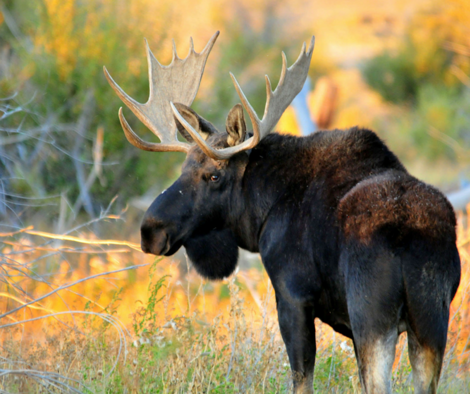 USFWS tweet picture