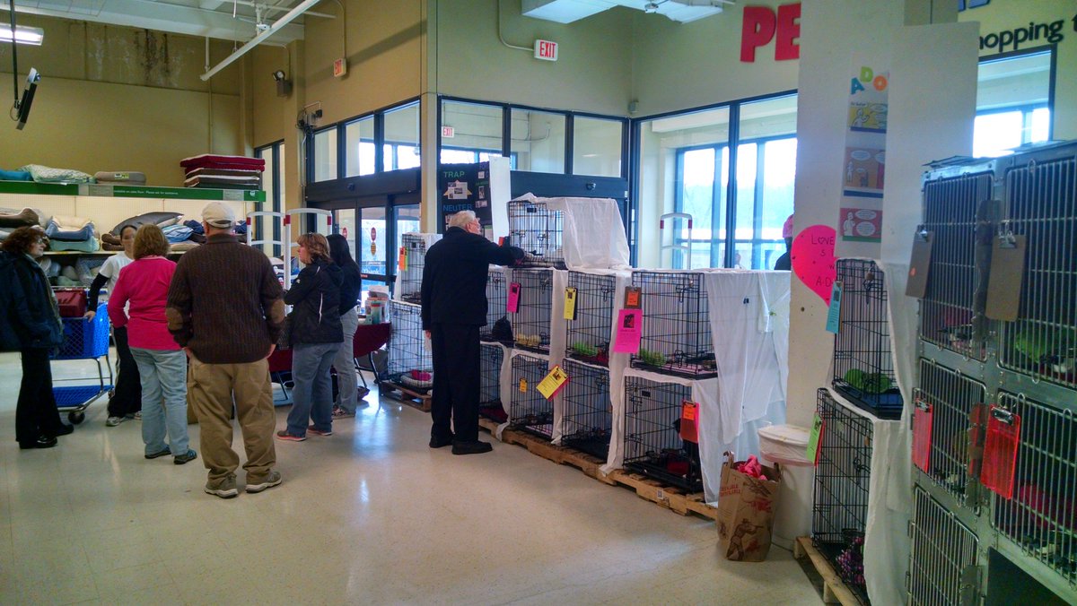Come give a cat a forever home at the PetSmart in Jenkintown! #nationaladoptionweekend #sepa