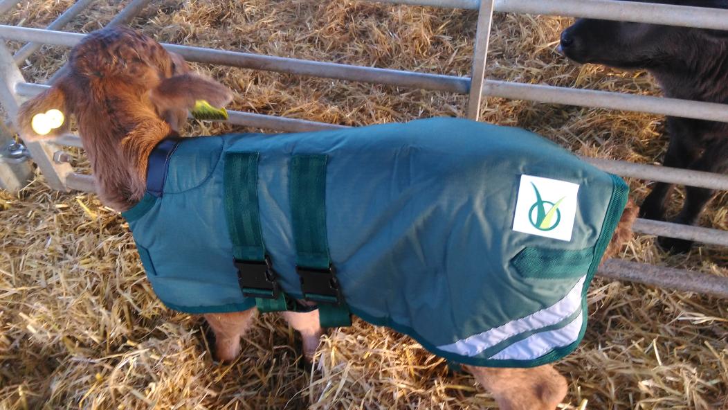 steven_pass's tweet photo. Blade calf jacket fitted. 👍 #bladecalves https://t.co/T3ulMs6rXC
