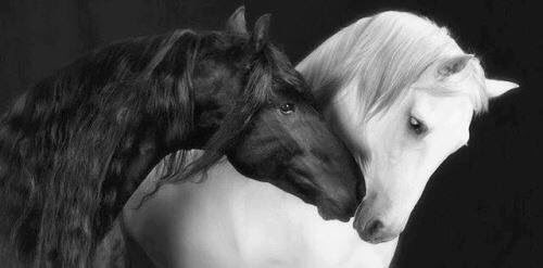 masa_masasyria's tweet photo. ♡
.
ُ...❥♡'̣ 
.

وإن أصابكِ ضيقٌ فقلبي لأجلكَ يضيق، وإن بكيت فأنا عين أخرى تبكي معك.

😢💙 https://t.co/M4tlzBIa2O