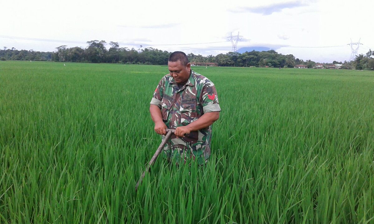 tv_desa's tweet photo. Ketahanan pangan Koramil 0220/Pamarayan Kodim 0602/Serang https://t.co/Pr4zgcAHz3