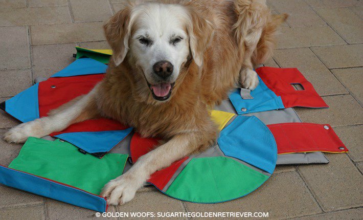 GoldenWoofs's tweet photo. Mentally Stimulate urDog's mind #BUSTERActivityMat - 14Ways Show Dog #Love #ValentinesDay https://t.co/9gZ0WbSgQh https://t.co/xacRaQwDHm