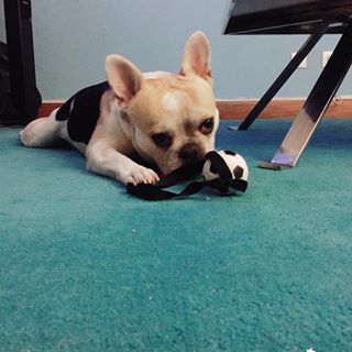 Frenchie_Cute's tweet photo. Vamos brincar? #cute #cutedog #lovedogs #frenchbulldog #africanfrench #instabulldog https://t.co/poZlJSDnXY https://t.co/ffJVk4PS6E