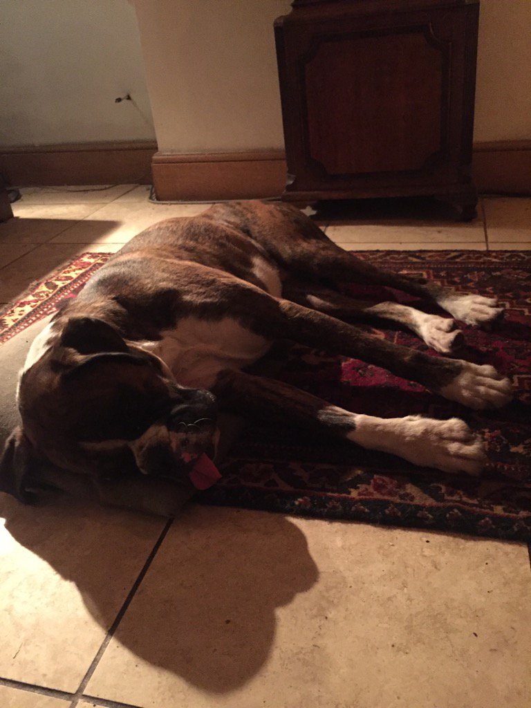 PennySpalpeen's tweet photo. @TaterSpeck @JPtheboxer @LucyFan4 @mandamooangel @FBoxerdog me and my shadow🐾🐾 https://t.co/yynRyScsWo