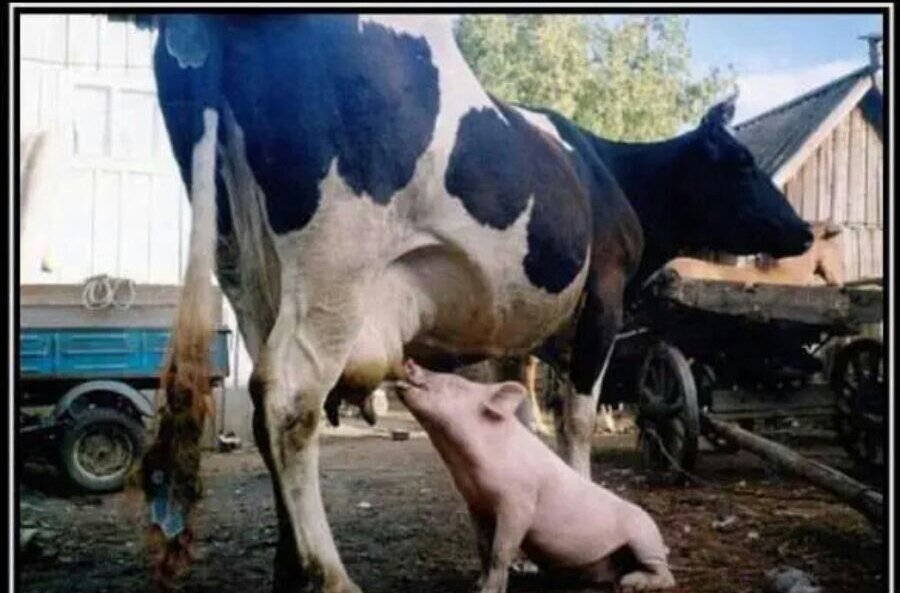 Пьяная корова. Дойка коров. Доит быка. Сарай для коров. Дойка коров.