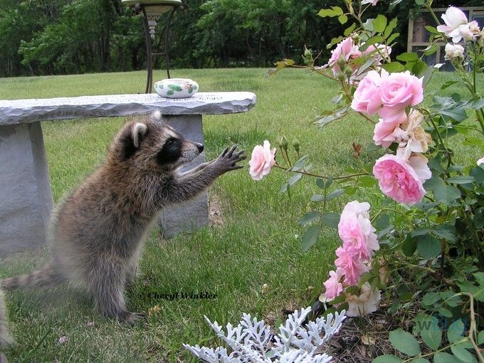 TW Pornstars Kel Bowie. Twitter. RT anarcharaccoon Roses are red