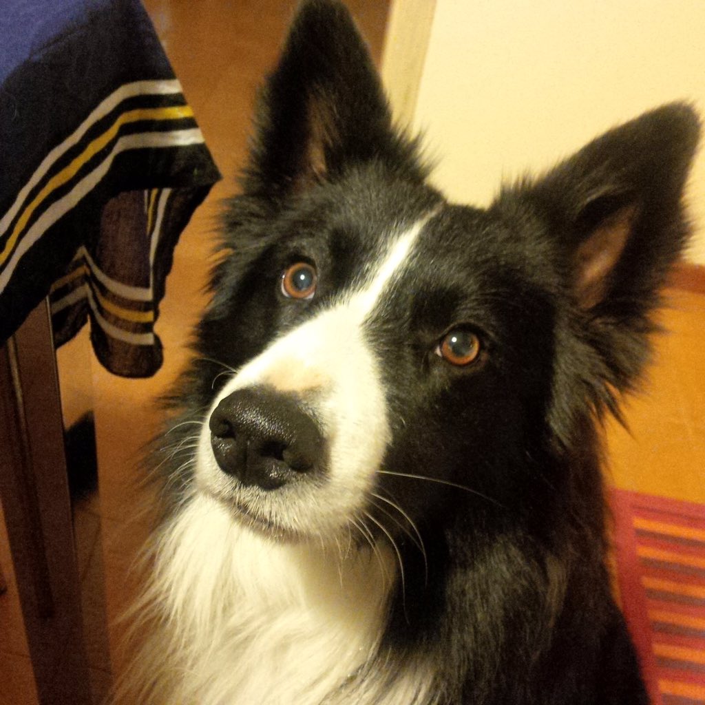 JackGrifo's tweet photo. #jackgrifo in attesa di un grissino...🐶 #bordercollie https://t.co/HfwYOpbp2W