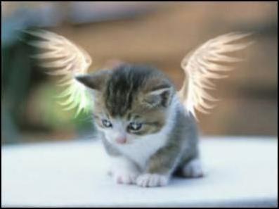 aimeeneddo's tweet photo. cat  with wings https://t.co/nY2i2WoLhI